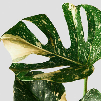 Monstera Thai Constellation – Easy Care Houseplant