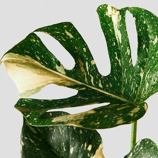 Monstera Thai Constellation – Easy Care Houseplant